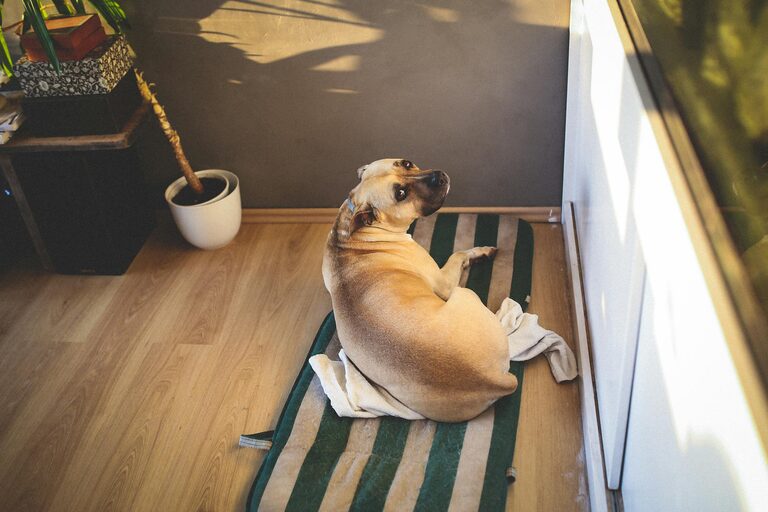 How to Create a Cozy and Safe Pet-Friendly Home Corner